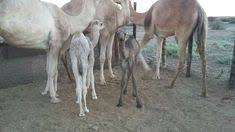 We hope you find job and nutrition in our products. Camel Milk South Africa Camelmilksouthafrica Profile Pinterest