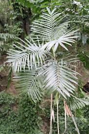 Image result for Chamaedorea radicalis