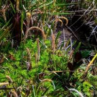 Image result for Psilotrichum scleranthum