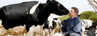 Jan 15, 2019 · q fever is a disease caused by the bacteria coxiella burnetii.this bacteria naturally infects some animals, such as goats, sheep, and cattle. Valencia Declara 6 Casos Humanos De Un Brote De Fiebre Q En Villajoyosa Alicante