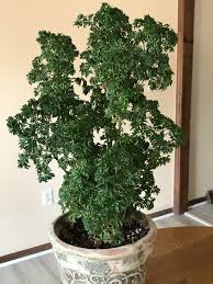 Image result for Polyscias