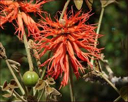 Image result for Erythrina abyssinica