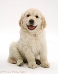 Pets offered by humane societies and shelters, owners and we have 6 adorable non registered golden retriever puppies for sale, born on may 22nd. White Golden Retriever Puppies Colorado The Y Guide