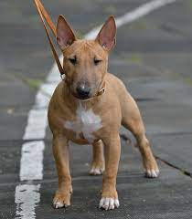 Miniature Bull Terrier Puppy Bull Terrier Puppy Miniature Bull Terrier Bull Terrier