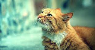 Mond nacht sterne hexe himmel blue moon halbmond stern silhouette halloween. Desktophintergrund Vkatze Mond Katze Sprung Raum Bildschirmhintergrund Wallpaperbetter