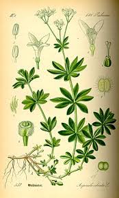 Image result for Galium ossirwaense