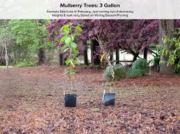 However, due to its hardiness, it is cultivated in other parts of asia, europe, and america, as well. White Beauty Mulberry Tree Just Fruits And Exotics