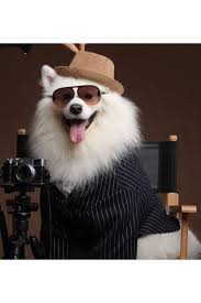Pin On Pet