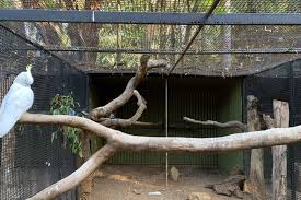 Intip Fakta Burung Beo Dulu Sebelum Memelihara! - Blibli Friends