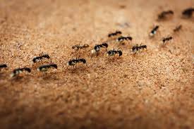 ants in walls: why do ants nest in walls?
