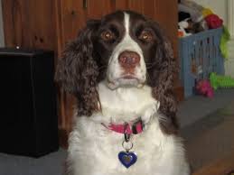 Black And White English Springer Spaniel Hunting Princess Of The Mountain Top Liver And White English Springer Spaniel She Is The Ring Leader Of T English Springer Spaniel English Springer Springer Spaniel