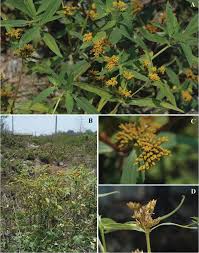 Image result for Flaveria bidentis