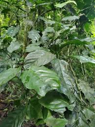 Image result for isolona lebrunii