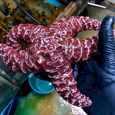Learn more about this new tool and see when your college will start using my bearcat network at uc.edu/mybearcatnetwork. Organic Matter Bacteria Doom Sea Stars To Oxygen Depletion Cornell Chronicle