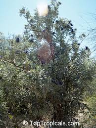 Texas mountain laurel (dermatophyllum secundiflorum) has other names also such as texas mescalbean, frijolillo, and frijolito. Sophora Secundiflora Texas Mountain Laurel Toptropicals Com
