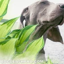 Maybe you would like to learn more about one of these? Are Hostas Poisonous To Dogs Dog Leash Pro