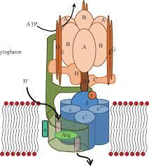 This results in the cleavage of either one phosphate group, with atpase. a dictionary of biology. Structure Of The V Atpase Complex In Most Organisms The Vatpase Download Scientific Diagram