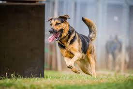 Wer einen schäferhund mix besitzen möchte, der steht vor der sprichwörtlichen qual der wahl, denn es gibt. Schaferhund Mix Mischling Schaeferhundseite De