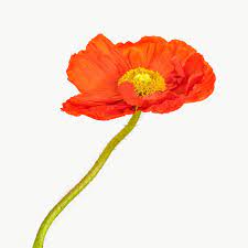 Close Up Of Red Poppy Flower Transparent Png Free Image By Rawpixel Com Jira Delphinium Flowers Planting Poppies Yellow Rose Flower