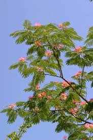 Mimosa Tree Flowering Trees Mimosa Tree Plants