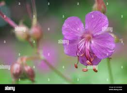 Image result for Chlorophytum macrorrhizum