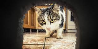 Keeping a natural predator in your backyard or home is one of the most efficient and natural ways to get rid of mice. How To Get Rid Of Mice In The House Fast Best Way To Get Rid Of Mice