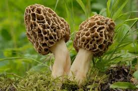 Pilz männchen figur tony from pilze im garten bilder. Pilze Im Garten Erkennen Essbare Und Ungeniessbare Gartenlexikon De