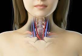 If one of them is narrowed or blocked, it can lead to a stroke. Internal Carotid Artery Anatomy Function Significance