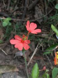 Image result for Crossandra fruticulosa
