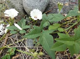 Image result for Merremia pterygocaulos