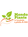 Disponiamo in pronta consegna, anche. Sale Of Garden Plants Indoor And Outdoor Plants Mondo Piante Floricultural Nursery