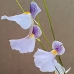 Image result for Utricularia welwitschii