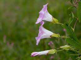 Hedge Bindweed By Tim Lyons Hedges Morning Glory Flowers Wild Plants