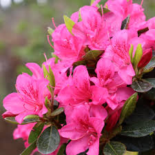 Image result for Rhododendron