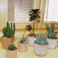Simply succulents® invites you to shop our wide variety of beautiful, versatile and striking succulents! Aussergewohnliche Sukkulenten Fur Die Fensterbank Uhlig Kakteen Uber 5000 Verschiedene Arten