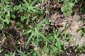 Image result for Euphorbia heterophylla