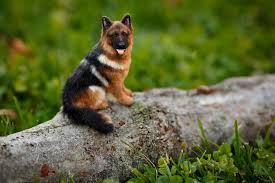 They grow up to 18 inches tall and weigh up to 40lbs as adults. Mini German Shepherd What To Know Before Buying Care Tips My Dogs Info