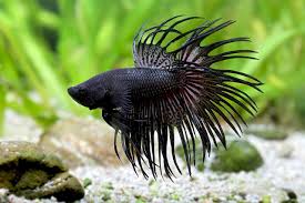 Poisson Combattant Betta Splendens Fiche Poissons