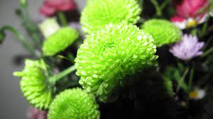 Check spelling or type a new query. Green Flowers For Gardens And Arrangements Dengarden