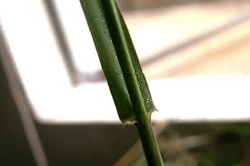 Image result for Panicum subalbidum
