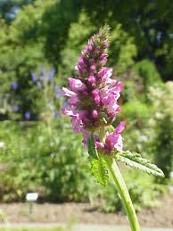 Image result for Stachys aculeolata