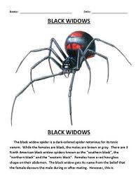 Learn what black widow spiders look like, how to tell if you've been bitten, how to get rid of black widow spiders and more. Black Widow Spiders Worksheets Teaching Resources Tpt