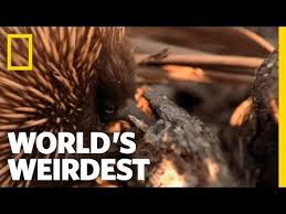 Echidna World S Weirdest Youtube Echidna Rare Animals Unusual Animals Weird Animals