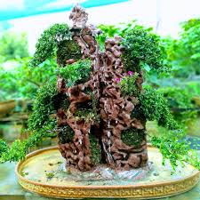 Same day and midnight delivery available. You Me Bonsai Bonsai Plants Needs Lbb Hyderabad