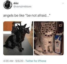Be Not Afraid Funny Animals Animals Animal Memes