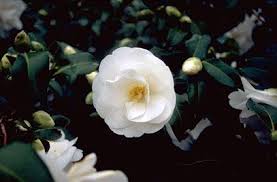 Camellia X Williamsii China Clay China Clay Camellia Shade Plants