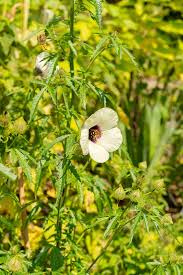 Image result for Hibiscus cannabinus