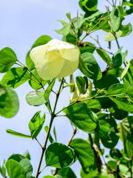 Image result for Bauhinia tomentosa