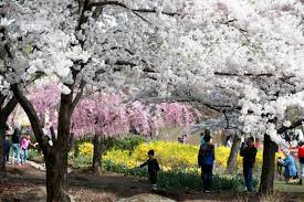 Then, after i saw a few flowers bloom, nothing else happened. Covid Canceled N J Cherry Blossom Festival Last Year See What Changes Are Being Made For 2021 Nj Com