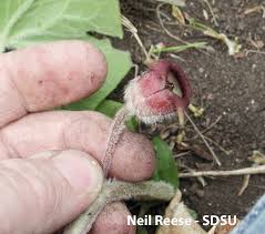 Image result for Aristolochiaceae